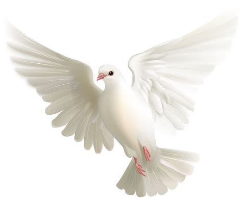 paloma png dibujo una paloma blanca vector material blanco palomo