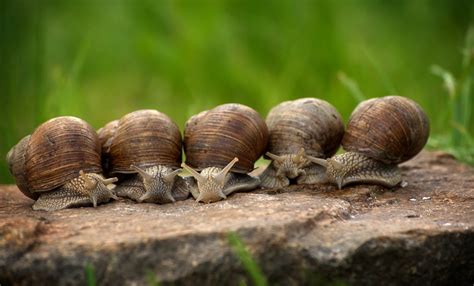 snail lovers society page  bbc gardeners world magazine