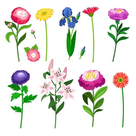 premium vector flowers  floral elements collection