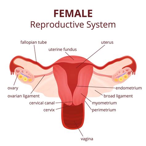female reproductive system diagram unlabeled world of reference