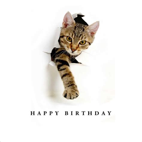 funny cat birthday card purrfect cat gifts
