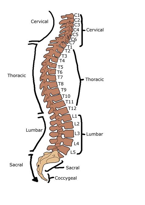 anatomy standard drawing vertebral column anterior lateral  images