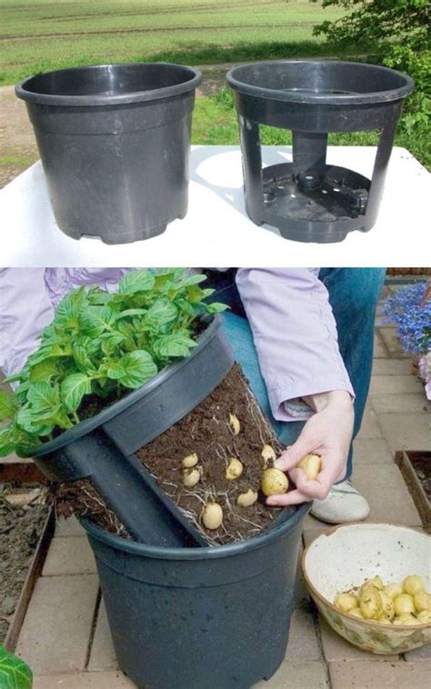 grow potatoes  containers bags   secrets   grow