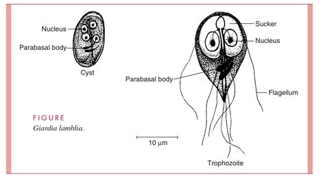giardia lamblia parasitology