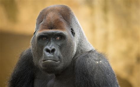male silverback gorilla  arjan haverkamp