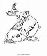 Karpfen Fische Malvorlage Ausmalbilder Tiere Gratismalvorlagen Kategorien sketch template
