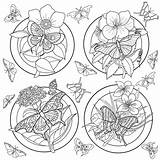 Vlinders Bloemen Volwassenen Stockvectors Rechtenvrije sketch template