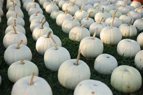 earth   ghost pumpkin cultived