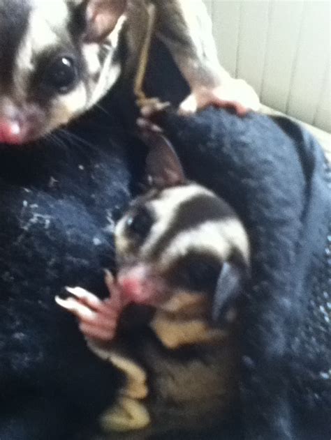 sugar glider care faqs hubpages