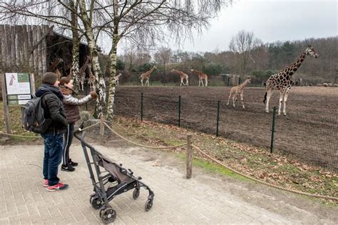 safaripark ontvangt eerste duizend bezoekers weer aapjes kunnen weer mensen kijken beekse