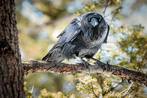 listen to the sweet soft warble common ravens sing to their partners audubon