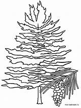 Tree Pine Coloring Pages Maine Fir Carolina North Clipart Michigan Drawing Clip Printable State Trees Idaho States Color Eastern Kids sketch template