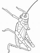 Grasshopper Coloring Pages Printable Insects Insect Grasshoppers Color Kids Para Drawing Fun Grilo Insecten Colouring Clipart Animal Visit Getdrawings Line sketch template