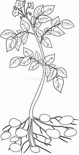 Potato Plant Coloring Illustration Root Preview sketch template