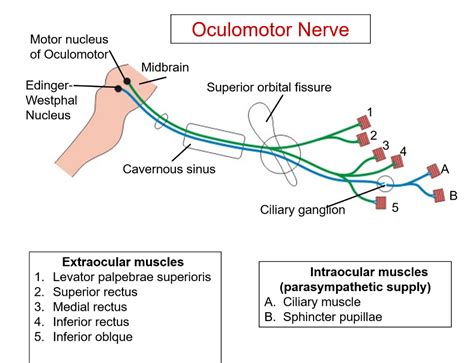 oculomotor nerve nuclei function components structures supplied