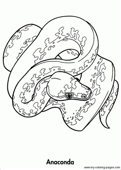 animals   rainforest coloring pages rainforest animals animal