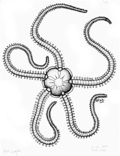 brittle star  greenchikin  deviantart