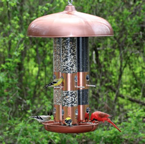 cardinal bird feeders  birdseed birds  blooms