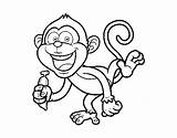 Colorear Macaco Prego Capuchino Cappuccine Monos Chango Desenho Disegno Acolore Scimmie Macacos Coloritou Ardilla sketch template