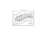 Mitochondria Diagram Coloring Cell Reading sketch template
