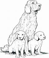 Cocker Spaniel Coloring Pages Color Getcolorings Printable sketch template