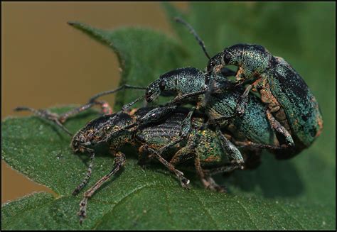flotter dreier foto and bild tiere wildlife insekten bilder auf fotocommunity