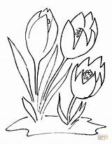 Crocus Coloring Flower Pages Drawing Printable Flowers Malvorlagen Ausmalen Ausmalbilder Kinder Blumen Color Kids Zeichnen Drawings Malen sketch template