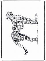 Gepard Ghepardo Cheetah Chita Leopardo Malvorlagen Jachtluipaard Caza Kleurplaten Felinos Felini Animales Katachtigen Desenhos Mandalas Fargelegg Advertentie Dyr Felino Publicidade sketch template
