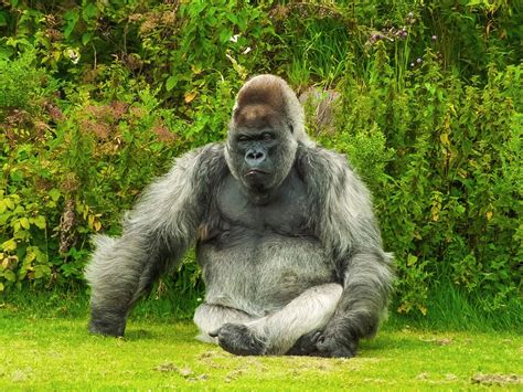 gorilla animal  photo  pixabay