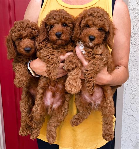 westcoastpoodles red miniature poodle puppies red poodle puppy