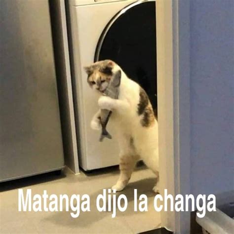 Feliz Día Del Gato Los Memes De Karen Y Las Anvorguesas