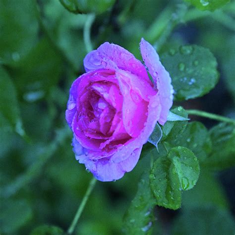 beautiful wet pink rose photograph by robert tubesing fine art america