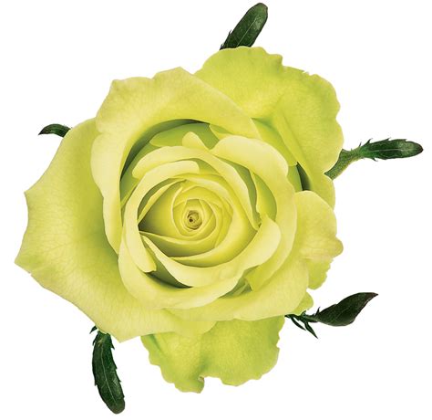 Rose Green Jade – Dvflora