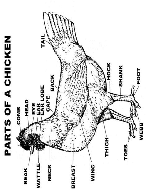 images  chicken diagram worksheet chicken parts worksheet chicken egg part worksheet