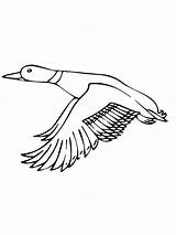 Coloring Pages Duck Wings Mallard Bird Flying Flapping Drawing Her Wing Goose Super Color Getcolorings Print Getdrawings Printable sketch template