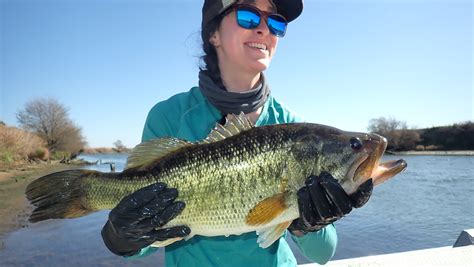 Angling Asylum Freshwater Protected Areas Benefit Bass And Their Prey