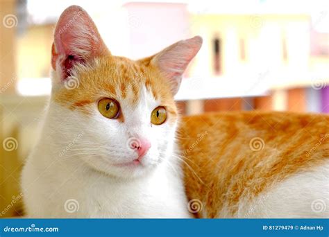 cute cat wide eyes stock  royalty  pictures