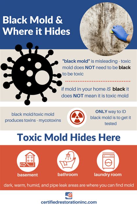 symptoms  black mold exposure water damage restoration flood cleanup