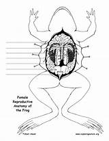Frog Reproductive Diagram Female Anatomy Exploringnature Labeling sketch template