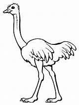 Coloring Ostrich Pages Birds sketch template