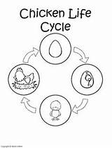 Cycle Chicken Life Sequencing Craft Kids Cycles Coloring Card Preschool Bird Printable Circle Worksheets Activities Pages Animal Cards Saying Others sketch template