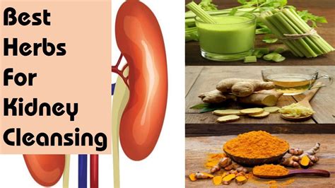 herbs  cleanse  kidneys naturally  home  herbs