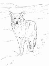 Coyote sketch template