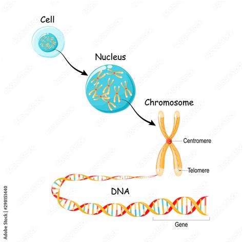 From Gene To Dna And Chromosome In Cell Structure Genome Sequence