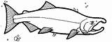 Salmon Sockeye Coloring Chinook Drawing Coho Line Color Template Pages Clip Drawings Sketch sketch template