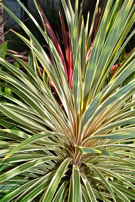cordyline australis variegata flickr photo sharing amazing plants pinterest