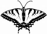 Butterfly Swallowtail Oregon Coloring Pages Template sketch template