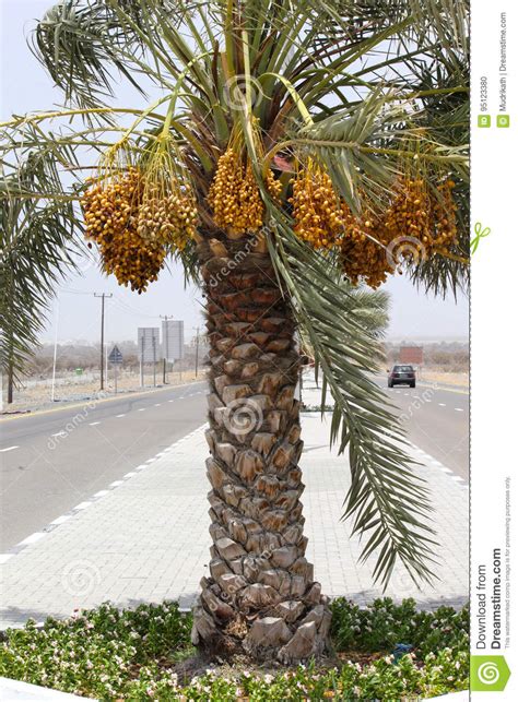 date palm filled  bunches    dubaiuae   june  stock photo image