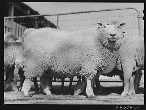 year of the goat or sheep modern farmer