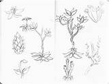 Plants Sea Drawing Ocean Coloring Pages Getdrawings sketch template
